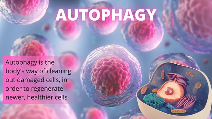 Autophagy - cellular rejuvenation.