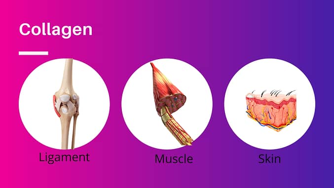 Why Should You Take Collagen Supplement?