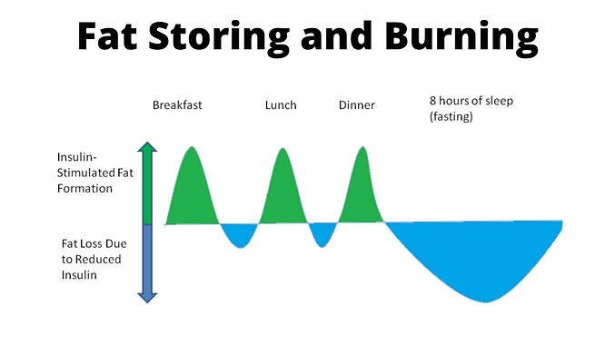 Frequency of eating, insulin, fat storing and burning. 