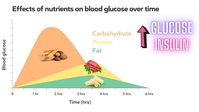 How Our Diet Affects Insulin and Glucose.