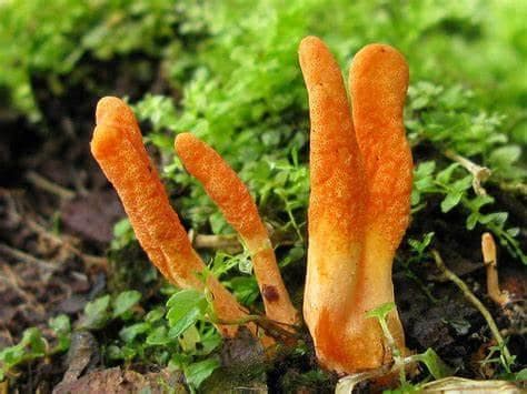 Cordyceps mushroom