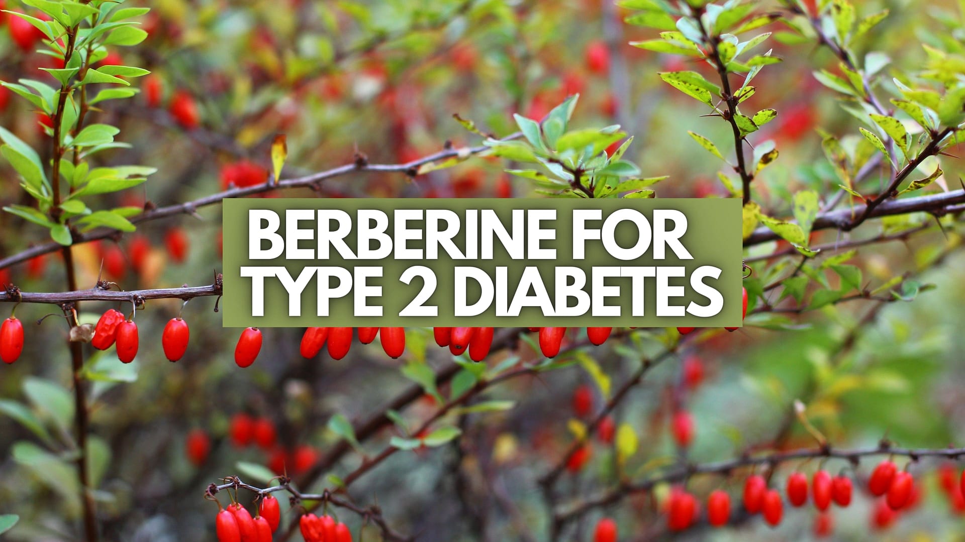 Berberine For Type 2 Diabetes.