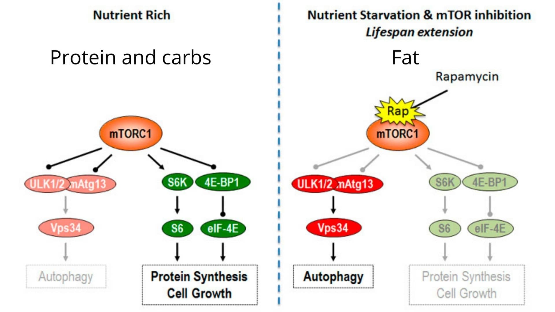 What activates the mTOR pathway? Proteins and Carbohydrates.